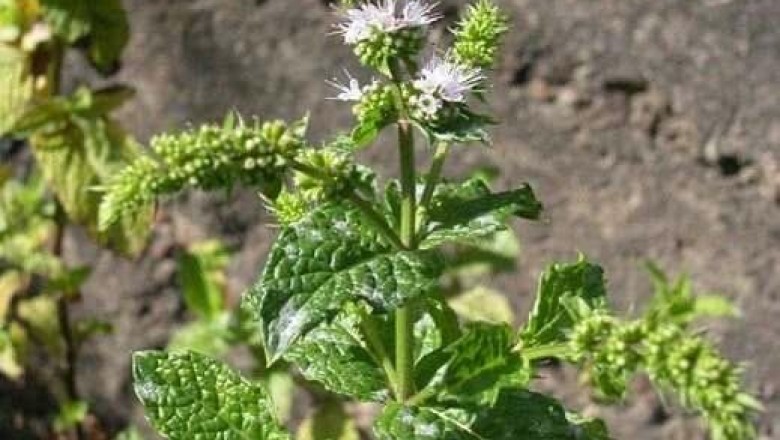 Cây dược liệu cây Bạc hà lục - Mentha spicata (L.) E.M. Huds