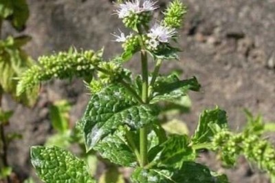 Cây dược liệu cây Bạc hà lục - Mentha spicata (L.) E.M. Huds