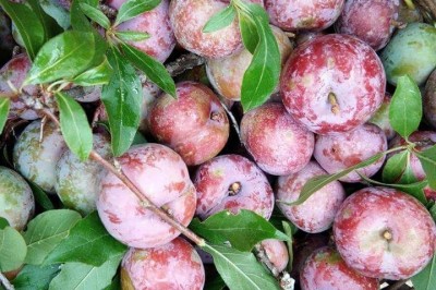 Cây dược liệu cây Mận - Prunus salicina Lindl. var. salicina (P.triflora Roxb)