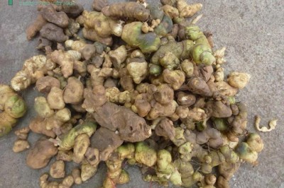 Cây dược liệu cây Hoàng tinh hoa đỏ, Hoàng tinh lá mọc vòng, Củ cơm nếp - Polygonatum kingianum Coll et Hemsl