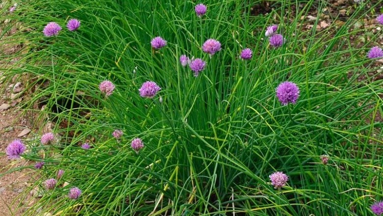 Cây dược liệu cây Hành tăm, Hành trắng, Nén - Allium schoenoprasum L