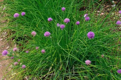 Cây dược liệu cây Hành tăm, Hành trắng, Nén - Allium schoenoprasum L