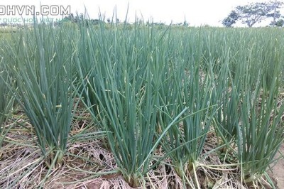Cây dược liệu cây Hành, Hành hương, Hành hoa - Allium fistulosum L