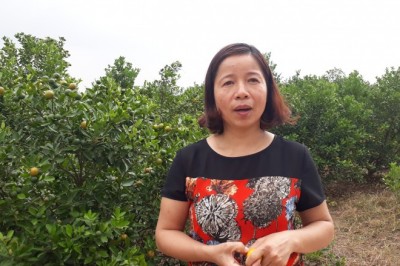 Dược liệu nuôi trồng thế nào được gọi là sạch, đạt chuẩn?