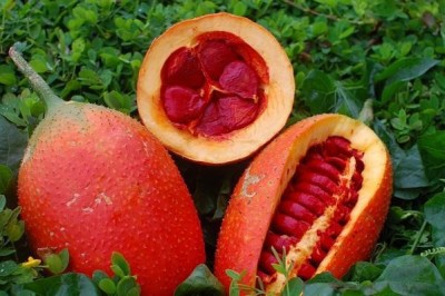 Thông tin nghiên cứu Dược liệu Gấc