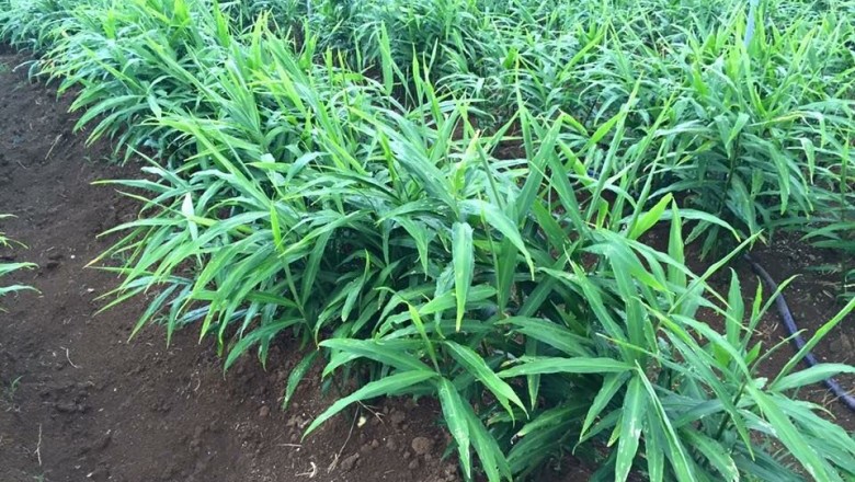 Cây dược liệu cây Gừng, Khương - Zingiber officinale (Willd.) Roscoe