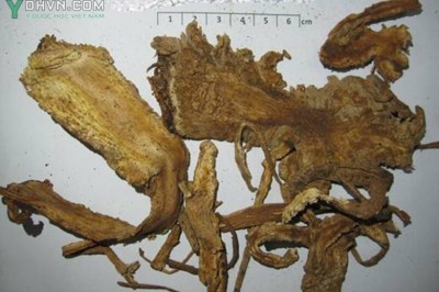Những bài thuốc Đông y dùng dược liệu Độc hoạt trừ phong thấp, giảm đau