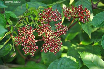 Cây dược liệu cây Gối hạc, Ðơn gối hạc, Củ rối, cây mũn - Leea rubra Blunne