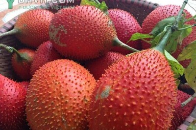Cây dược liệu cây Gấc - Momordica cochinchinensis (Lour.) Spreng