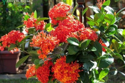 Cây dược liệu cây Đơn đỏ, Mẫu đơn, Trang son, Bông trang đỏ - Ixora coccinea L.