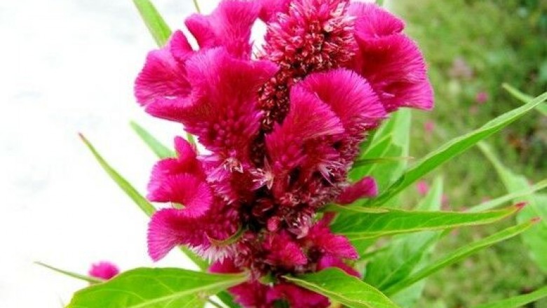 Cây dược liệu cây Mào gà, Bông mồng gà - Celosia cristata L. (C.argentea L. var. eristata Voss)