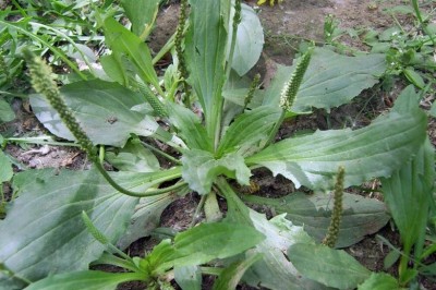 Cây dược liệu cây Mã đề Á, Mã đề kim, Mã đề mã, Tên khoa học, công dụng, tác dụng, bài thuốc chữa bệnh