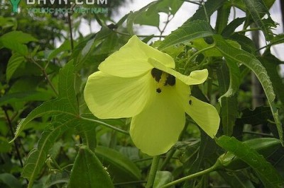 Cây dược liệu cây Vông vang, Bụp vàng, Bông vang - Abelmoschus moschatus (L.) Medic