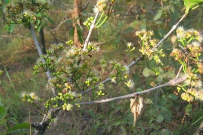 Cây dược liệu cây Vối - Cleistocalyx operculatus (Roxb.) Merr. et Perry (Eugenia operculata Roxb.)