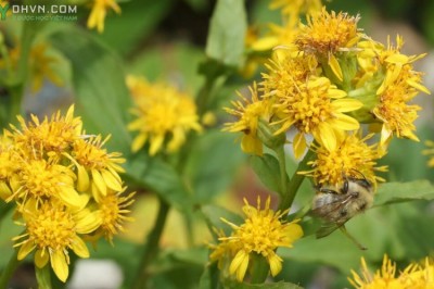 Cây dược liệu cây Hoàng hoa, Nhất chi hoàng hoa - Solidago virgaurea L