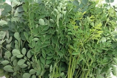 Cây Chùm ngây, Loại Thảo Dược có tác dụng phòng Bệnh Ung Thư