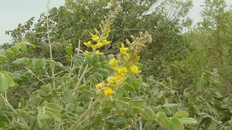 Cây dược liệu cây Hòe lông, Cây chuỗi hột - Sophora tomentosa L