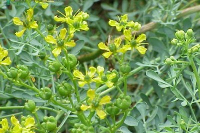 Cây dược liệu cây Vân hương - Ruta graveolens L