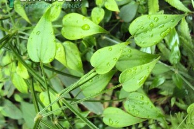 Cây dược liệu cây Xuyến thảo, Thiến thảo - Rubia cordifolia L