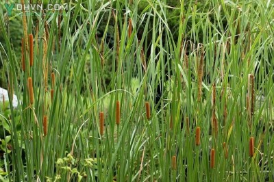 Cây dược liệu cây Cỏ nến, Bồn bồn - Typha angustata Bory et Chaub
