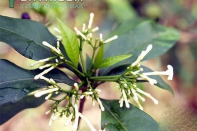 Cây dược liệu cây Ba gạc, Ba gạc vòng, Tích tiên - Rauvolfia verticillata (Lour.) Baill