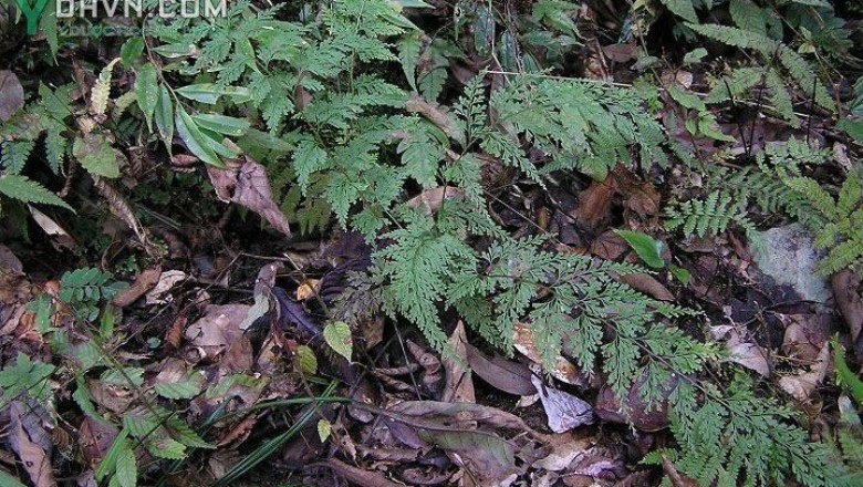 Cây dược liệu cây Ô quyết, Ô cửu, Hành đen - Stenoloma chusanum (L.) Ching (Adiantum chusanum L.)