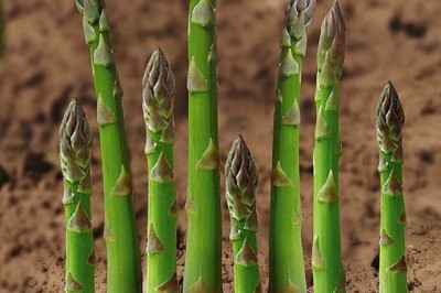 Cây dược liệu cây Măng tây - Asparagus officinalis L