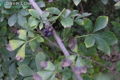 Cây dược liệu cây Ngũ gia nhỏ, Ngũ gia - Acanthopanax gracilistylus W. W. Sm