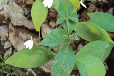 Cây dược liệu cây Bạch hạc, Kiến cò hay Cây lác - Rhinacanthus nasutus (L.) Kurz