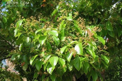 Cây dược liệu cây Long não, Rã hương- Cinnamomum camphora (L.) Presl