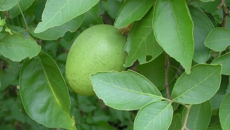 Cây dược liệu cây Bầu nâu, Cây trái nấm - Aegle marmelos (L.) Correa