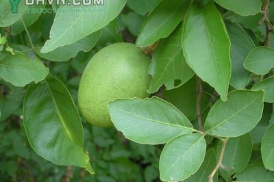 Cây dược liệu cây Bầu nâu, Cây trái nấm - Aegle marmelos (L.) Correa