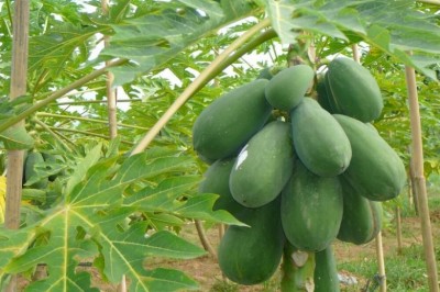 Cây dược liệu cây Đu đủ - Carica papaya L