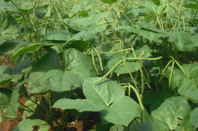 Cây dược liệu cây Ðậu đỏ - Vigna angularis (Willd.) Ohwi et Ohashi (Dolichos angularis Willd., Phaseolus angudaris (Willd.) W.F. Wight)