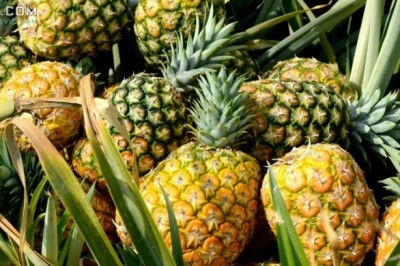 Cây dược liệu cây Dứa, Khóm, Thơm - Ananas comosus (L.) Merr