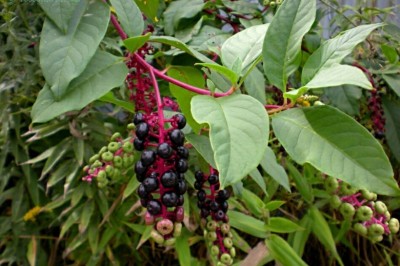 Cây dược liệu cây Thương lục - Phytolacca acinosa Roxb. (P. esculenta Van Houtte)