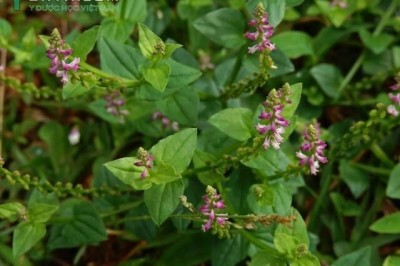 Cây dược liệu cây Sa môn, Cây vẩy ốc - Salomonia cantoniensis Lour