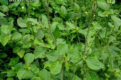 Cây dược liệu cây Cỏ xước, Nam ngưu tất - Achyranthes aspera L