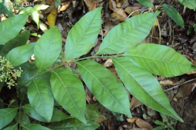 Cây dược liệu cây Củ khỉ, Vương tùng, Hồng bì núi - Clausena indica (Dalz.) Oliv