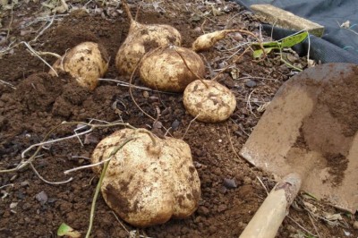 Cây dược liệu cây Củ đậu, Củ sắn - Pachyrrhizus erosus (L.)