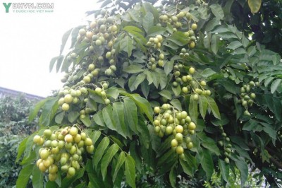 Cây dược liệu cây Hồng bì, Hoàng bì, Quất hồng bì, Nhâm - Clausena lansium (Lour.) Skeels