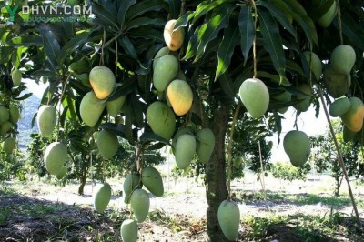 Cây dược liệu cây Xoài - Mangifera indica L