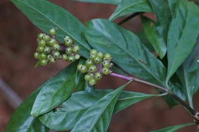 Cây dược liệu cây Xương sơn, Giàng sơn, Mặt trắng - Chassalia curviflora (Wall.) Thwaites (C. chartaceae Craib, Psychotria curviflora Wall.)