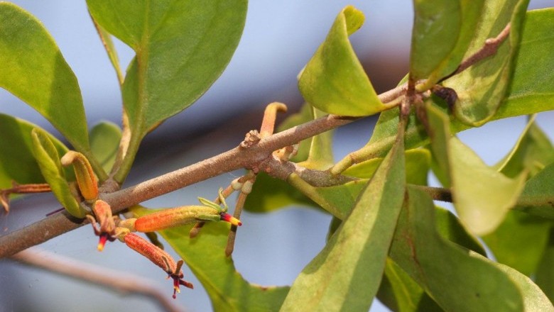 Cây dược liệu cây Tầm gửi quả chùy, Mộc vệ ký sinh - Scurrula parasitica L. (Loranthus parasiticus (L.) Merr., Taxillus parasitica (L.) Ban)