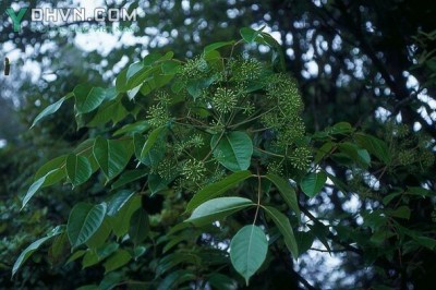 Cây dược liệu cây Thạch giáp sâm, Thạch giáp phong, Ngũ diệp sâm - Pentapanax fragrans (D. Don) Ha (P. leschenaultii (DC.) Seem.)