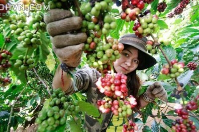 Cây dược liệu cây Cà phê, Cà phê chè hay Cà phê Arabica - Coffea arabica L
