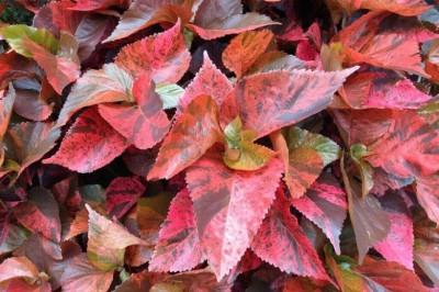 Cây dược liệu cây Tai tượng đỏ - Acalypha wilkesiana Muell.-Arg