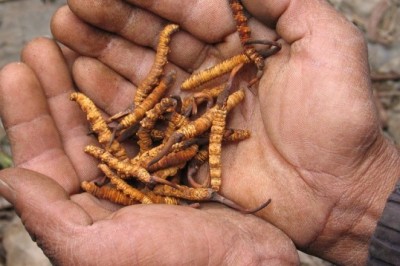 Người bệnh ung thư dùng Đông trùng hạ thảo tốt thế nào