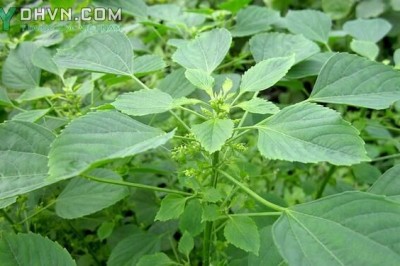 Cây dược liệu cây Tai tượng xanh hay Tai tượng ấn - Acalypha indica L