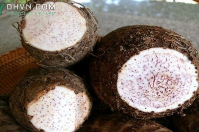 Cây dược liệu cây Khoai sọ, Khoai môn - Colocasia antiquorum Schott (C. esculenta Schott, var. antiquorum (Schott) Hubb.)